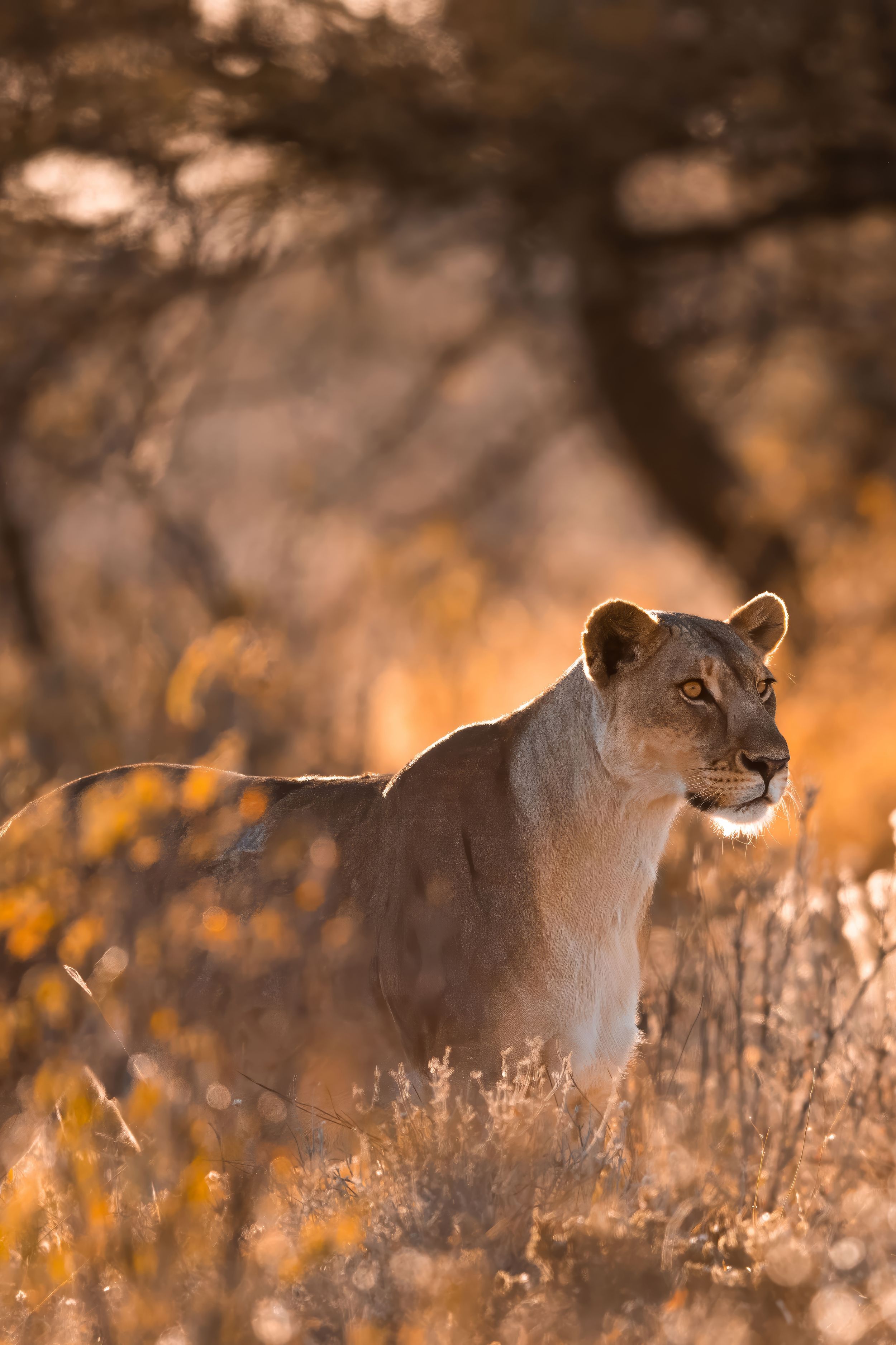 Namibia Land Rover safari