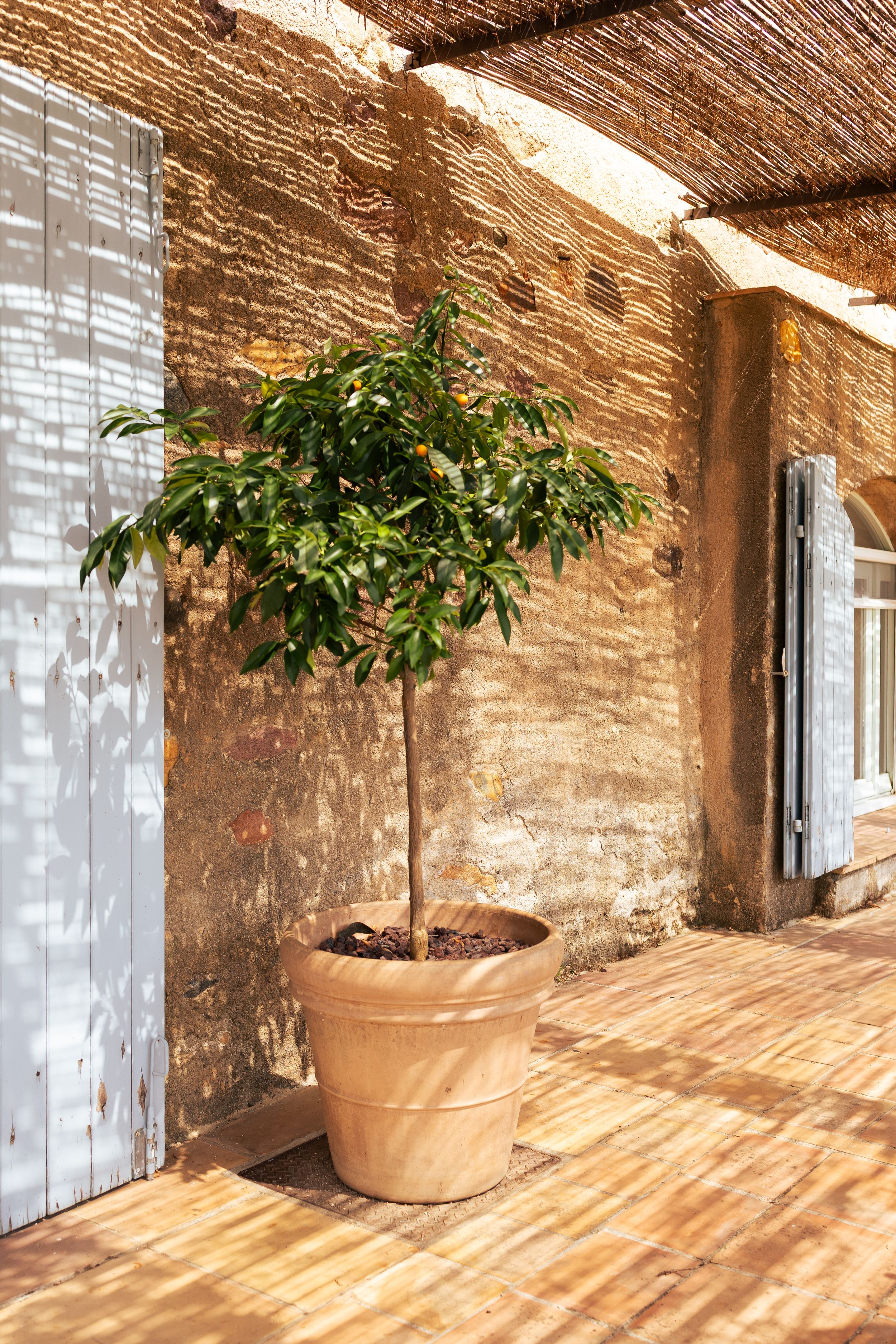 A large plant pot growing a small tree outside Domaine Mirabeau