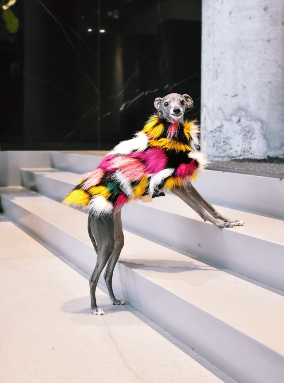 Tika l'Iggy dans un manteau moelleux coloré