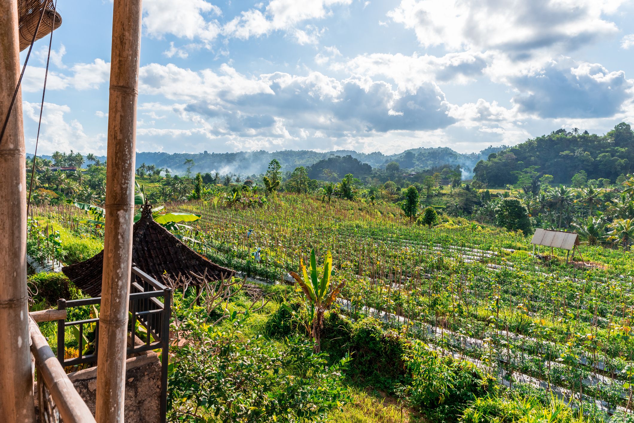 Views towards an agricultural field surrounded by palm trees and smoky mountain in Indonesia.