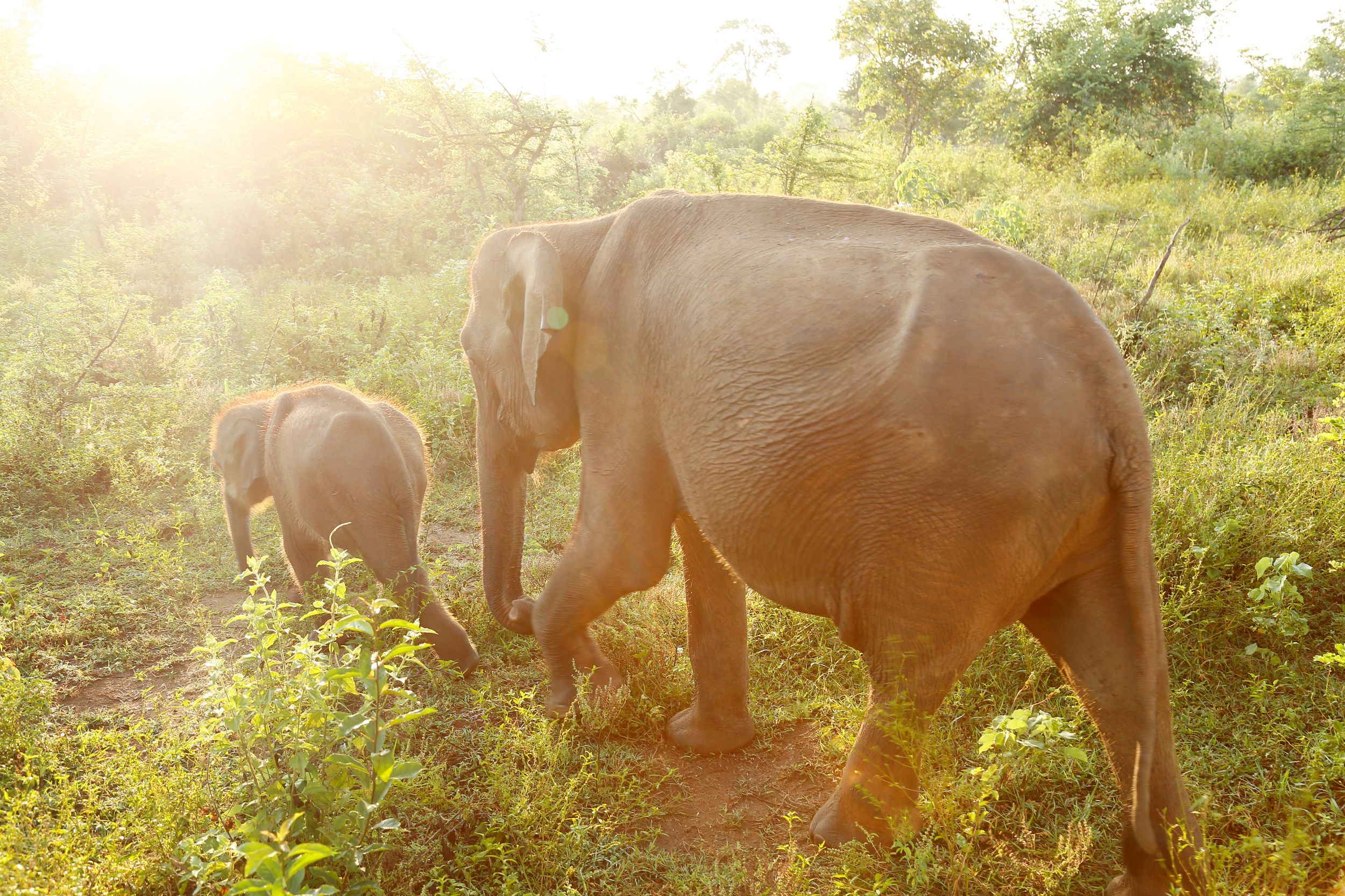 Asian elephant and calf, Udawalawe National Park, Sri Lanka