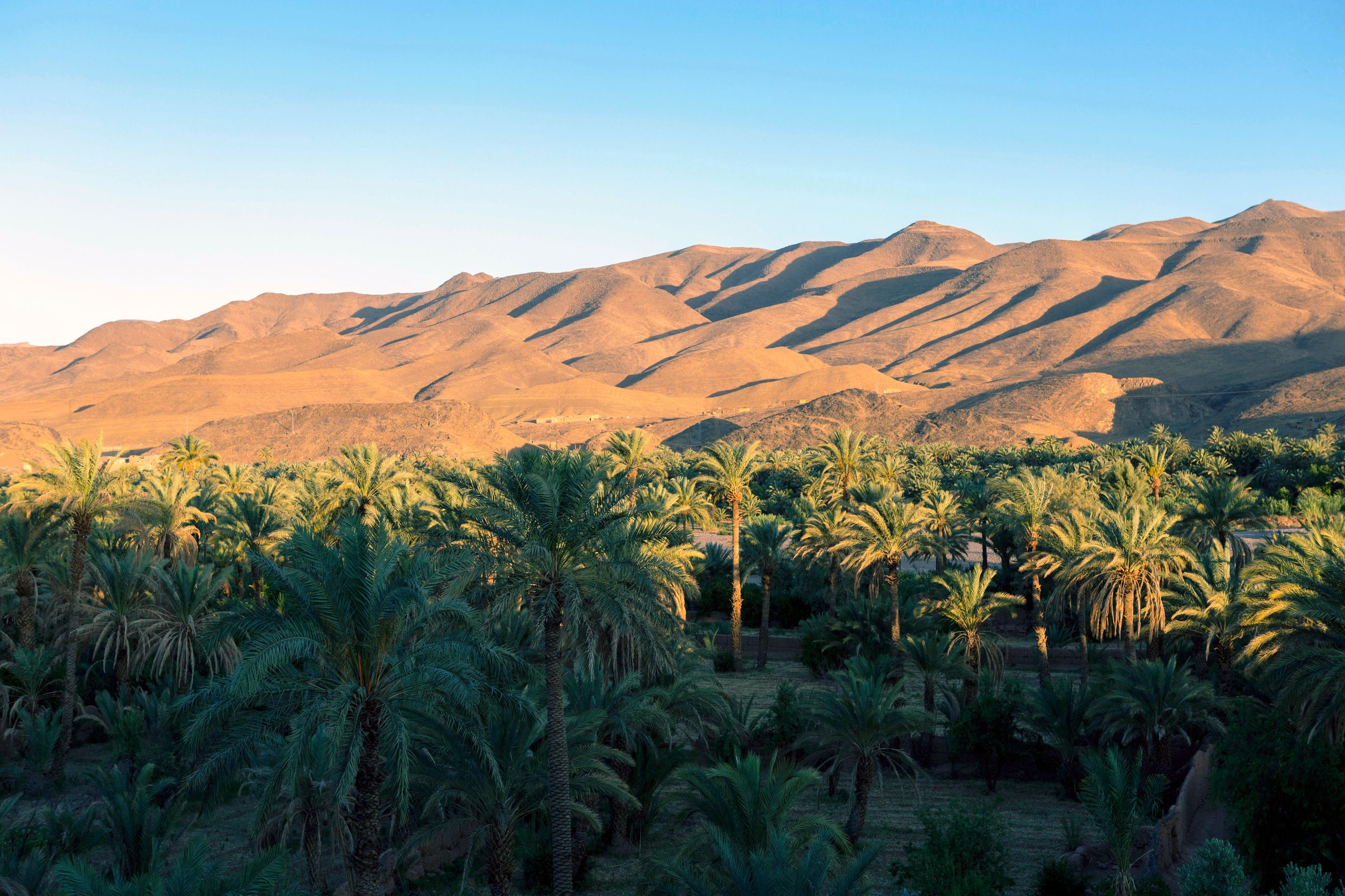 Landscape of shadow sweeping over oasis palmery from sunset in the Draa Valley with mountain range background, Agdz