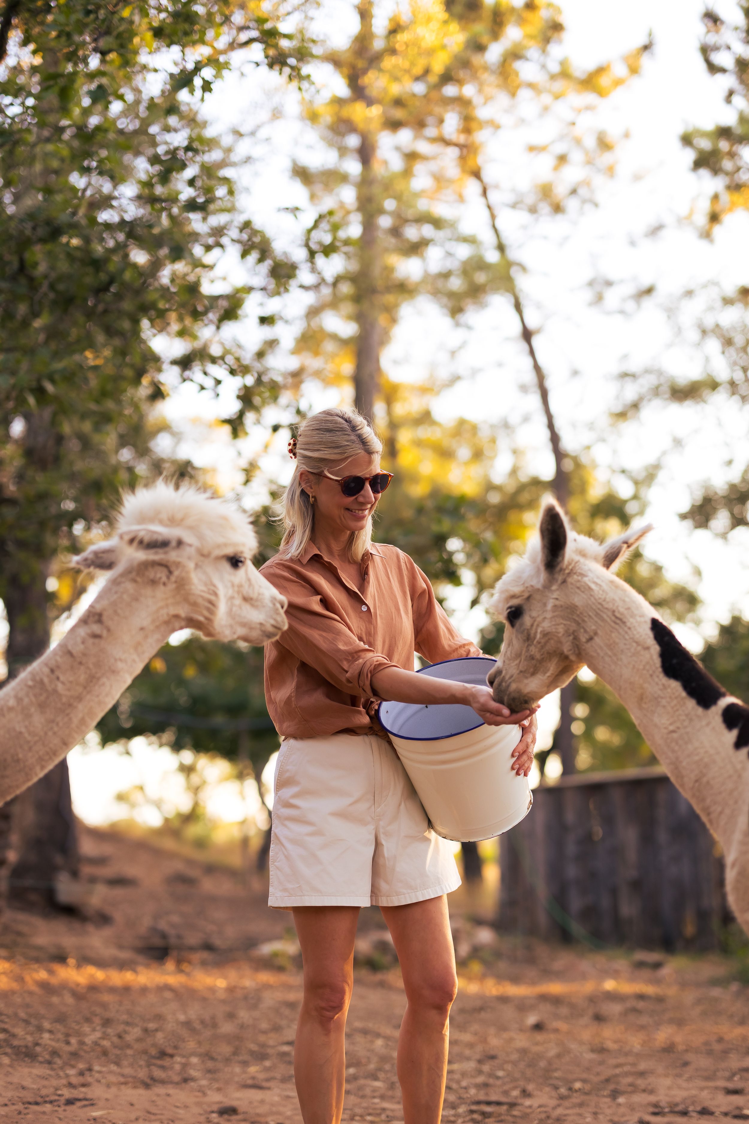 Jeany feeding the llamas, Vincent and Pablo, wearing a t-shirt and shorts, in the grounds of Domaine Mirabeau