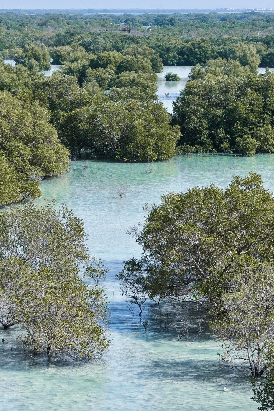 jubail Mangrove Park