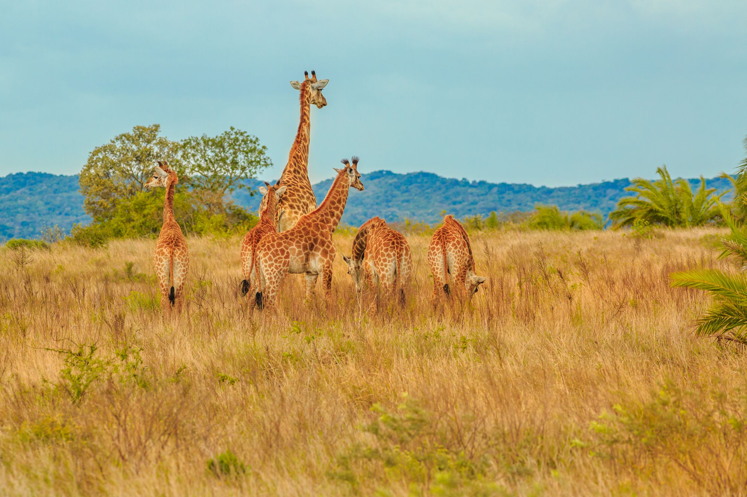 Group,Of,African,Giraffe,Walks,In,Isimangaliso,Wetland,Park,With