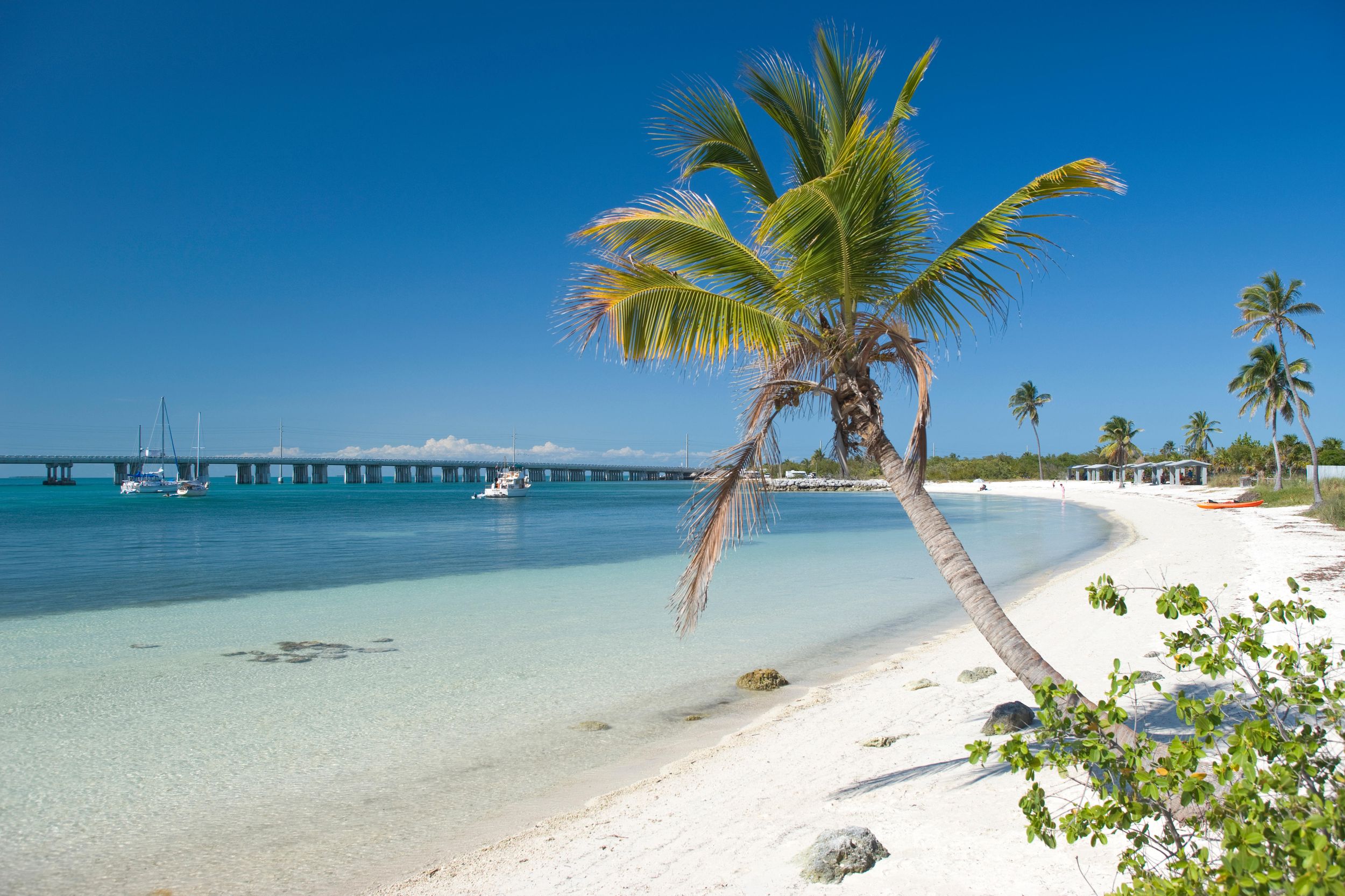 PALM TREE CALUSA BEACH BAHIA HONDA STATE PARK BAHIA HONDA KEY FLORIDA USA
