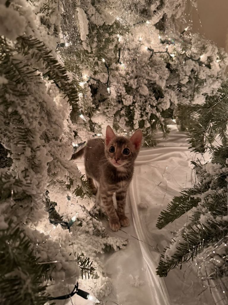 christina aguilera kitten