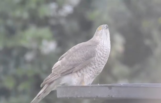 sparrow hawk