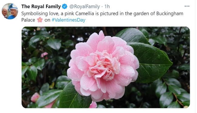 camellia royal family