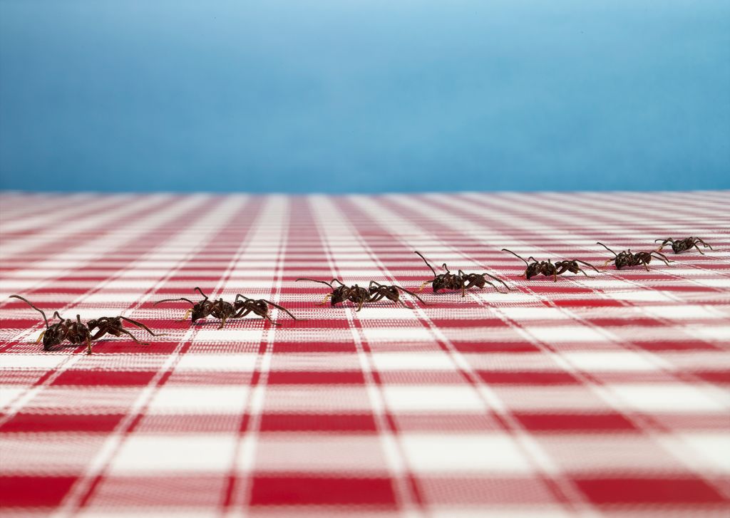 Row of ants on tablecloth