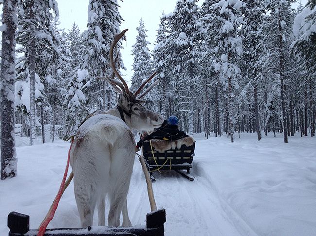 reindeer facing 
