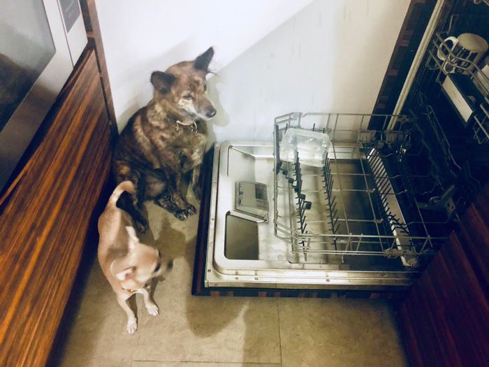 bill kitchen dogs