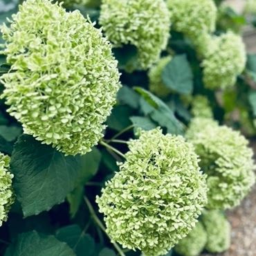 Holly Willoughby's favourite Hydrangeas 