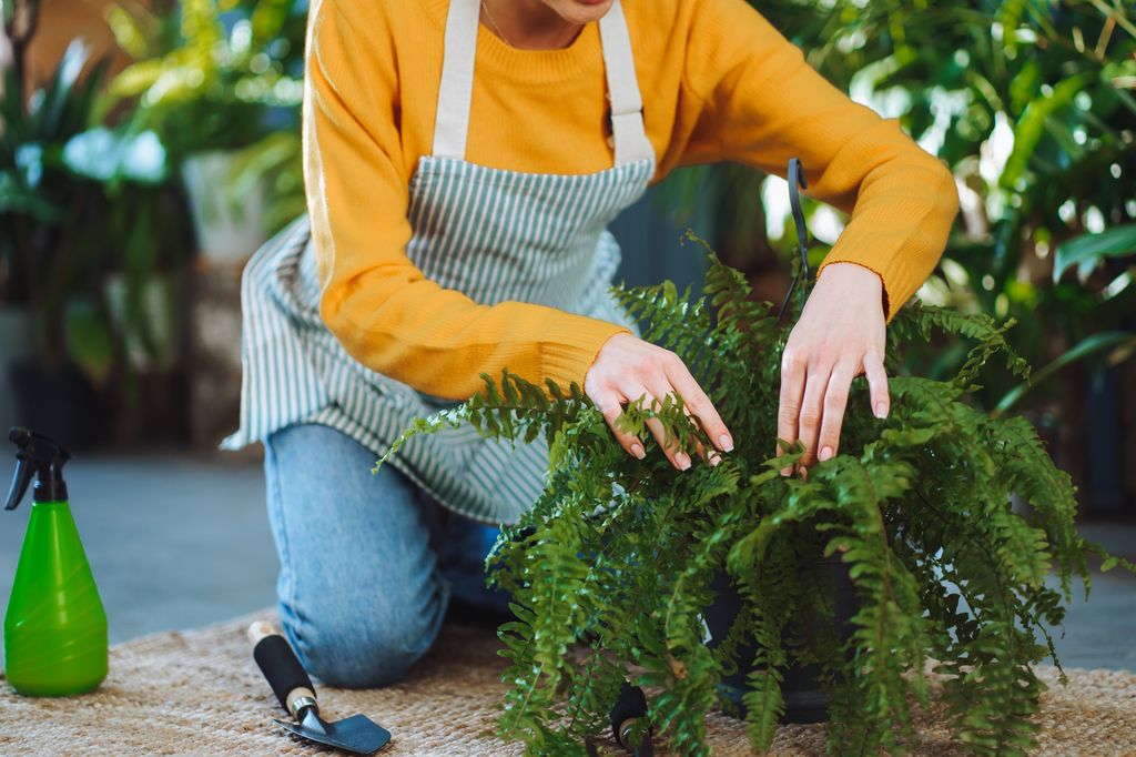 Cropped woman - florist in working apron, in squat position taking care of green plant nephrolepis fern in pot