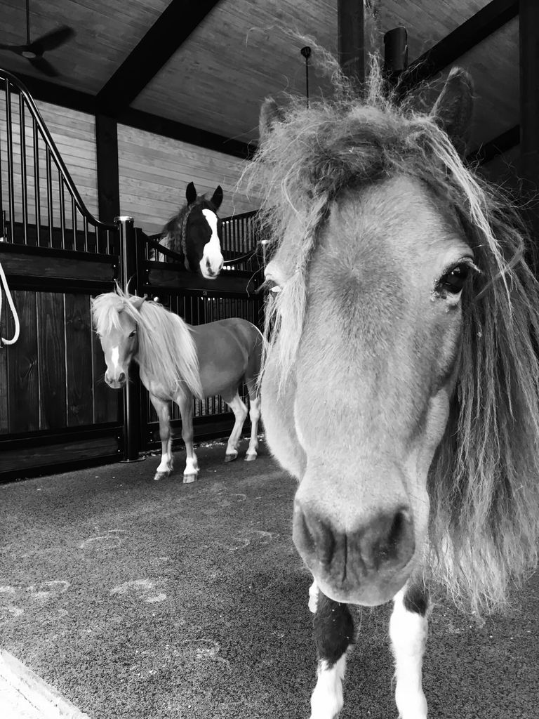 photo of miranda lambert's horses sugar pie and adrianna