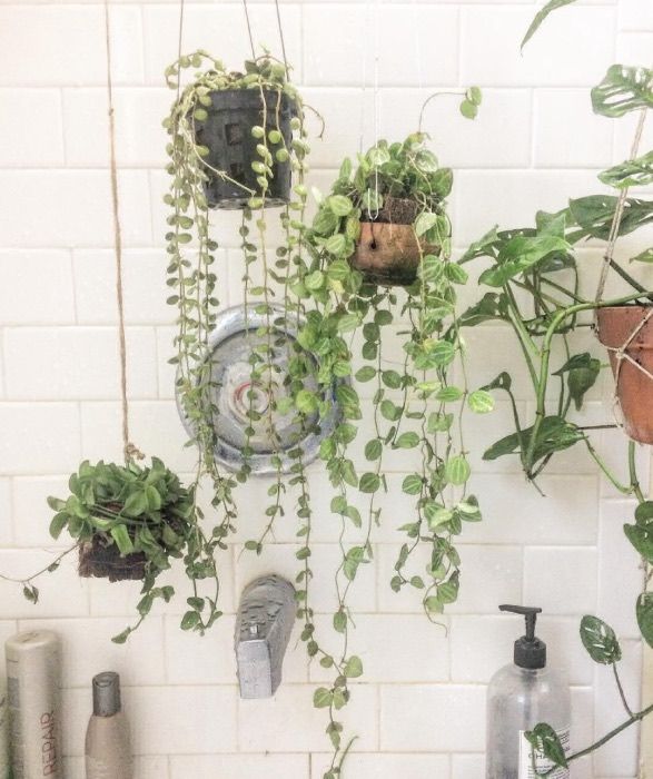 shower plants hanging