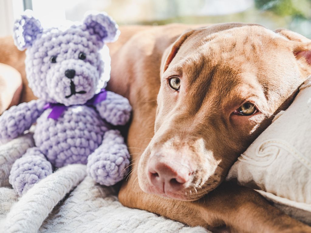 Puppy lying next to a purple soft toy