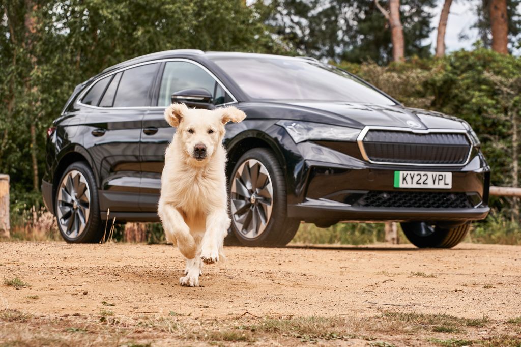 If you have a canine chum then you'll need a dog-friendly car like the Skoda Enyaq iV