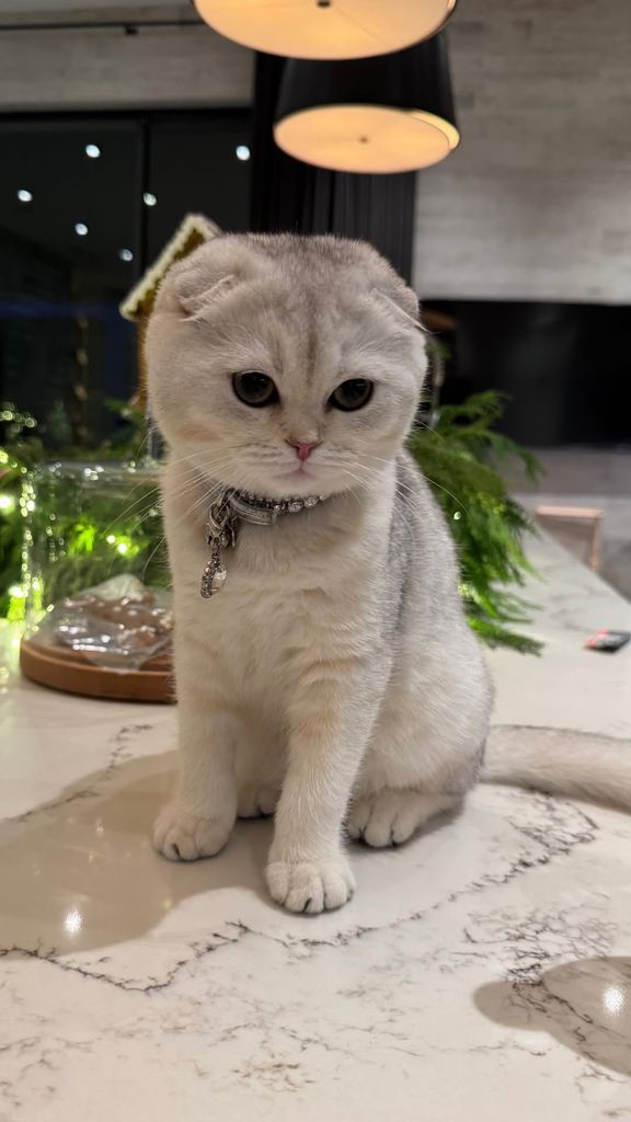 Kylie Jenner's kitten