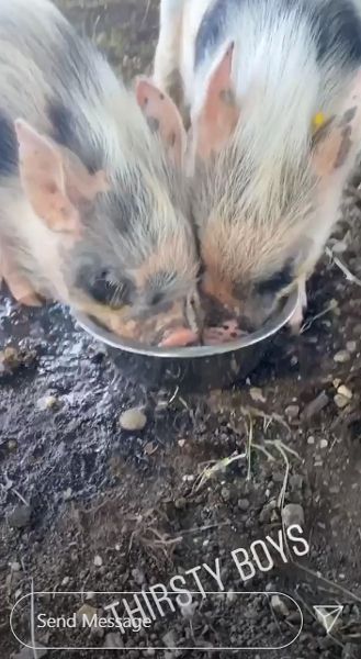 pigs feeding 