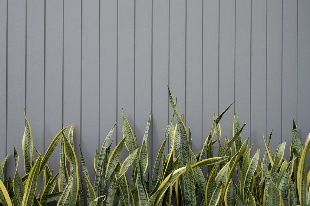 A row of green and yellow snake plants stand in front of a gray wood panel wall