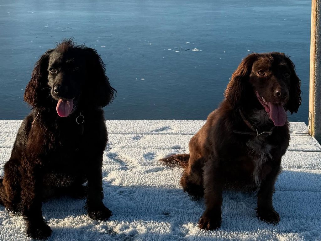 two dogs sitting beside lake 