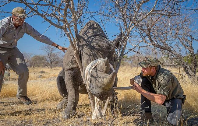 prince harry rhino botswana
