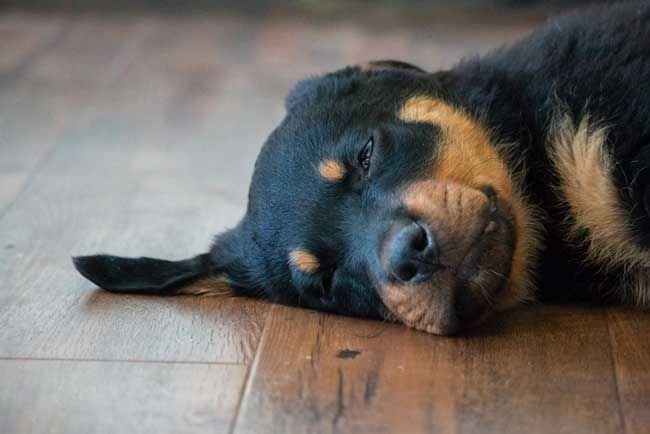 rottie