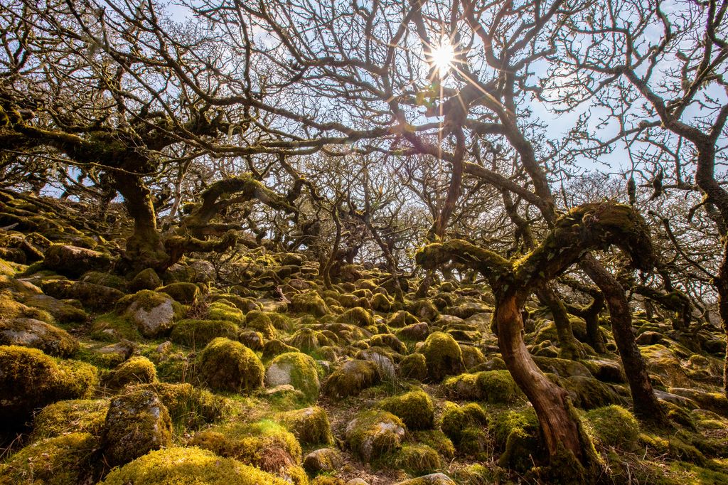 Wistman's Wood national nature reserve in the Dartmoor National Park