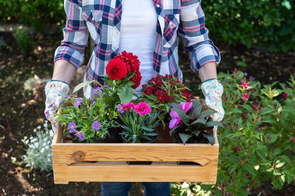 Young female gardener holding wooden crate full of flowers