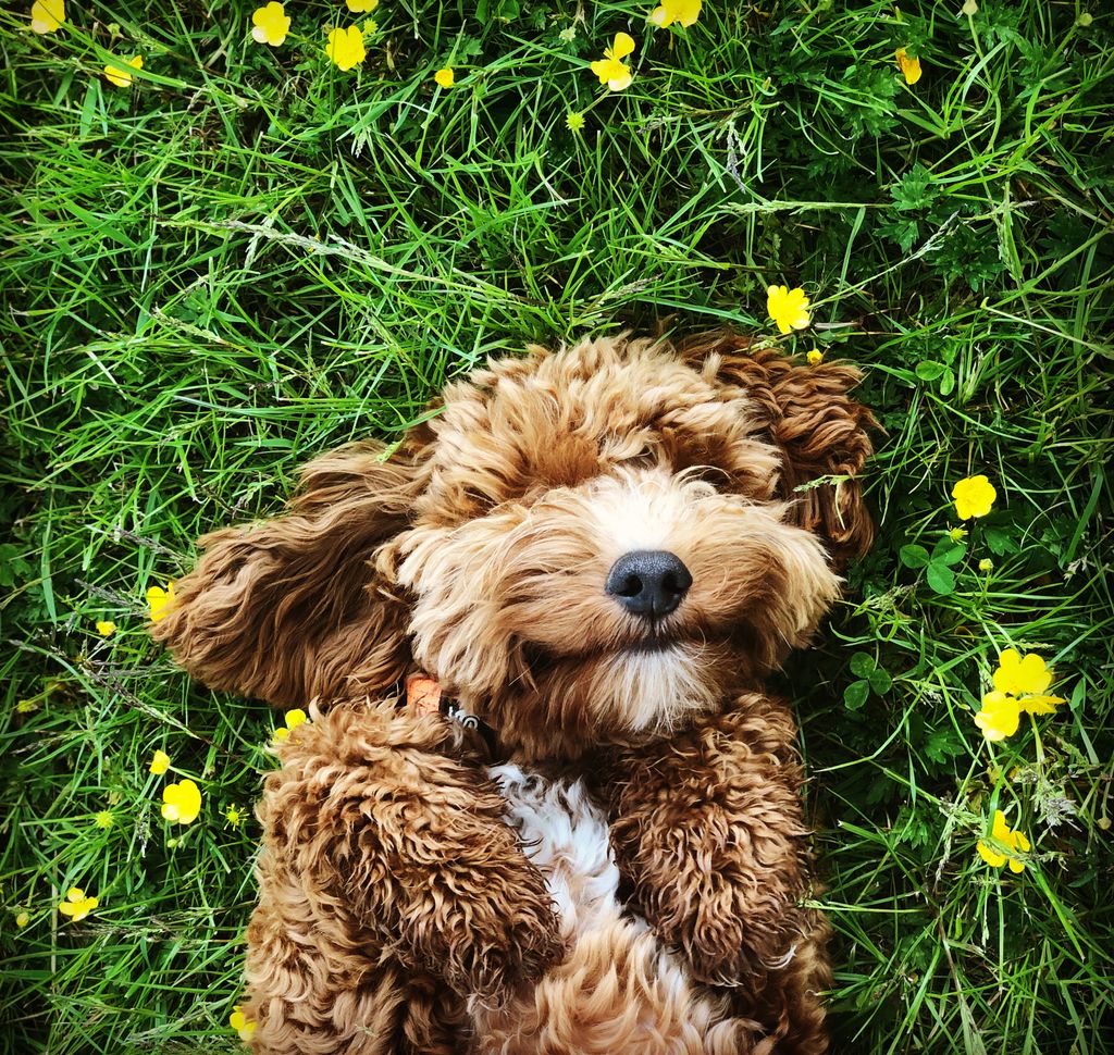 Cute cockerpoo puppy waiting for tummy rub amongst spring flowers