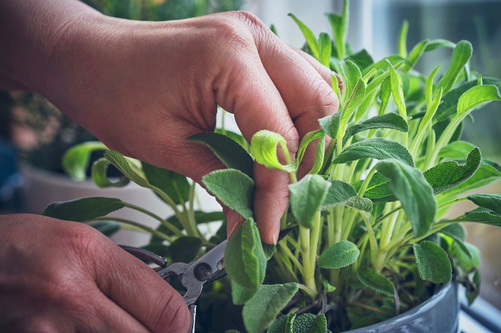 cutting fresh sage plant