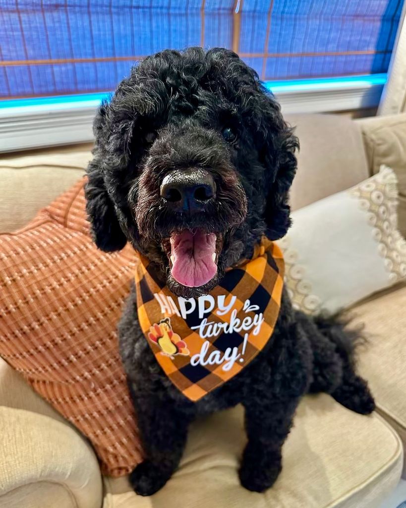 michelle and barack obama dog sunny on thanksgiving