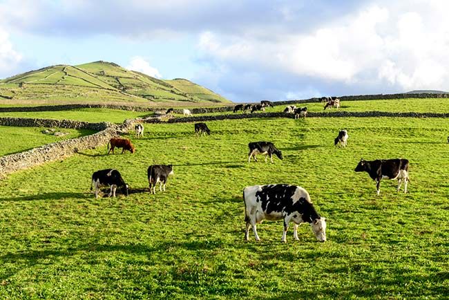 cows field sunshine farming