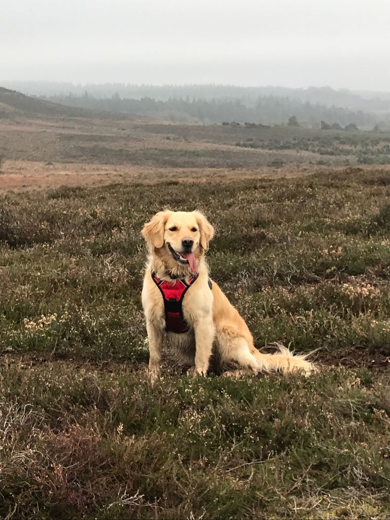 Golden retriever in a red harness on a walk
