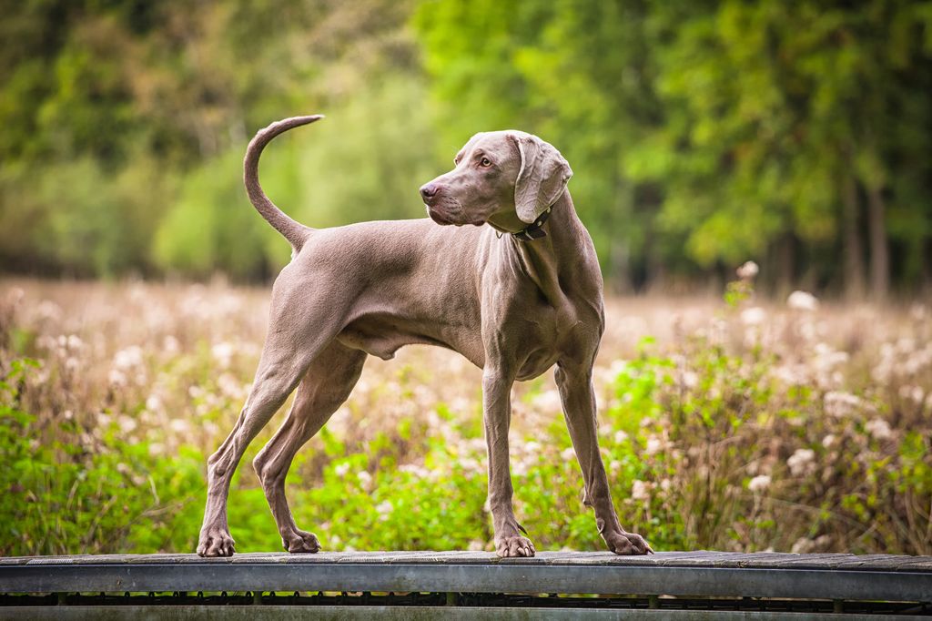 Weimaraner dog standing on the bench in the green park.