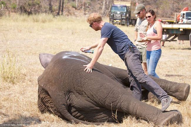 Photos from Prince Harry's work relocating elephants in Malawi with the 500 Elephants project