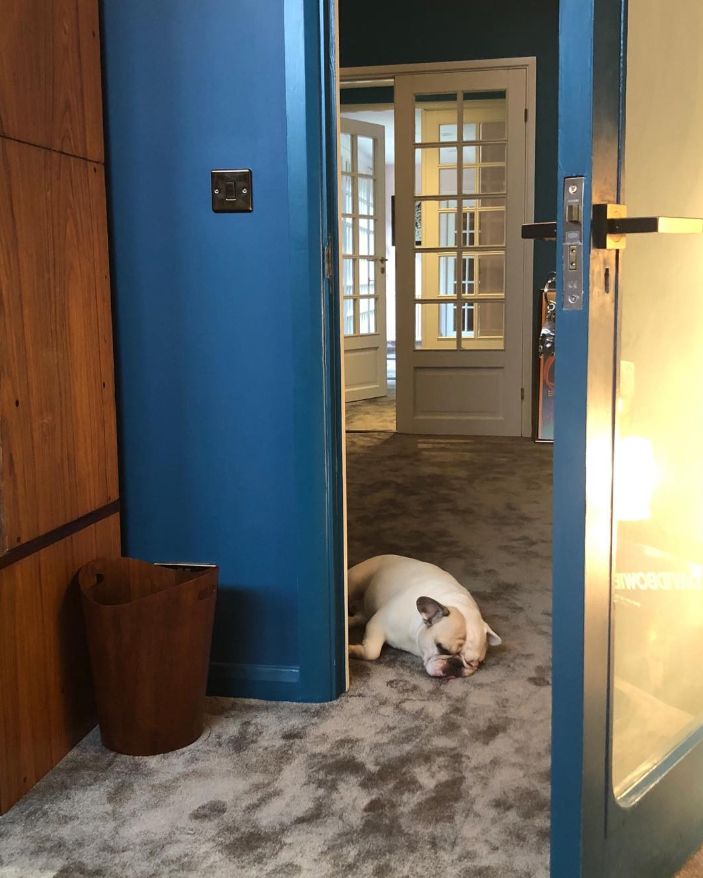 A dog sleeping in a hallway of a home