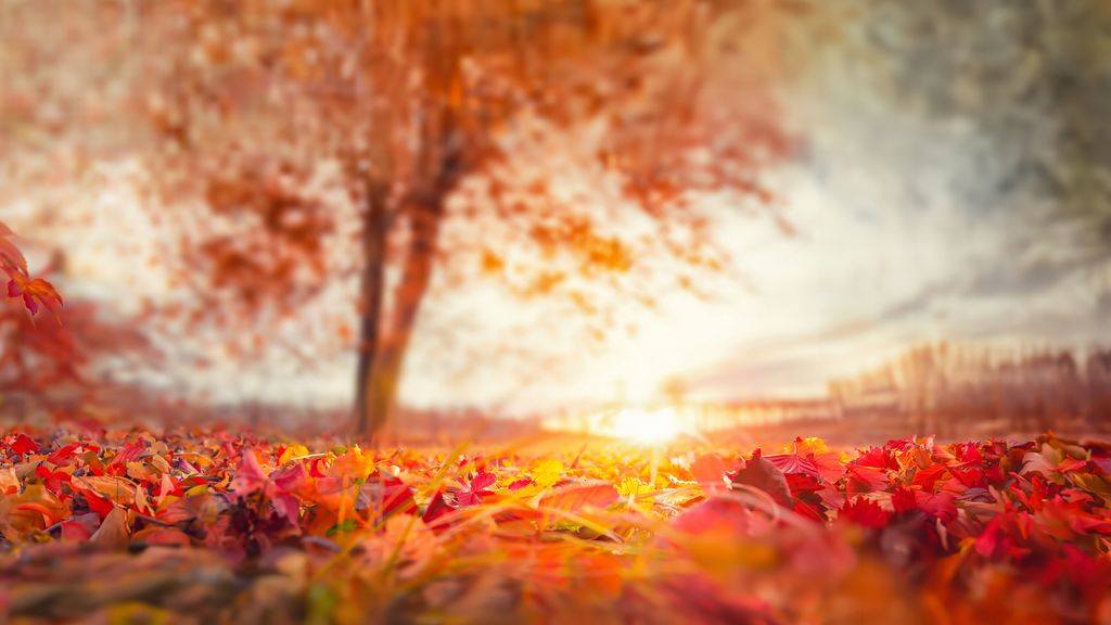Sunlight streaming through autumn leaves is another simple thing that can spark joy