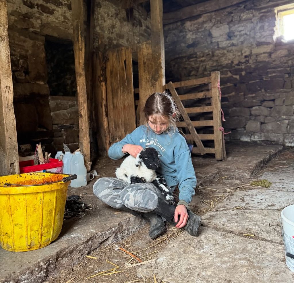Amanda's daughter with a lamb on her lap while sitting in a barn on their farm