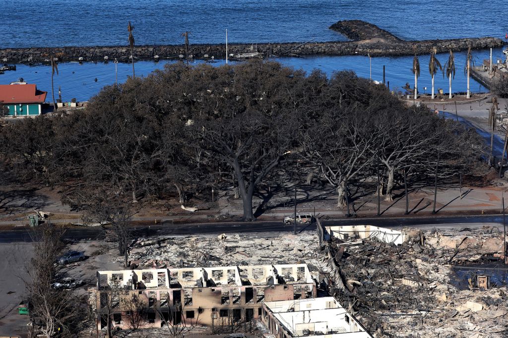 In an aerial view, a 150-year-old Banyan tree is seen scorched on August 11, 2023 in Lahaina, Hawai'i