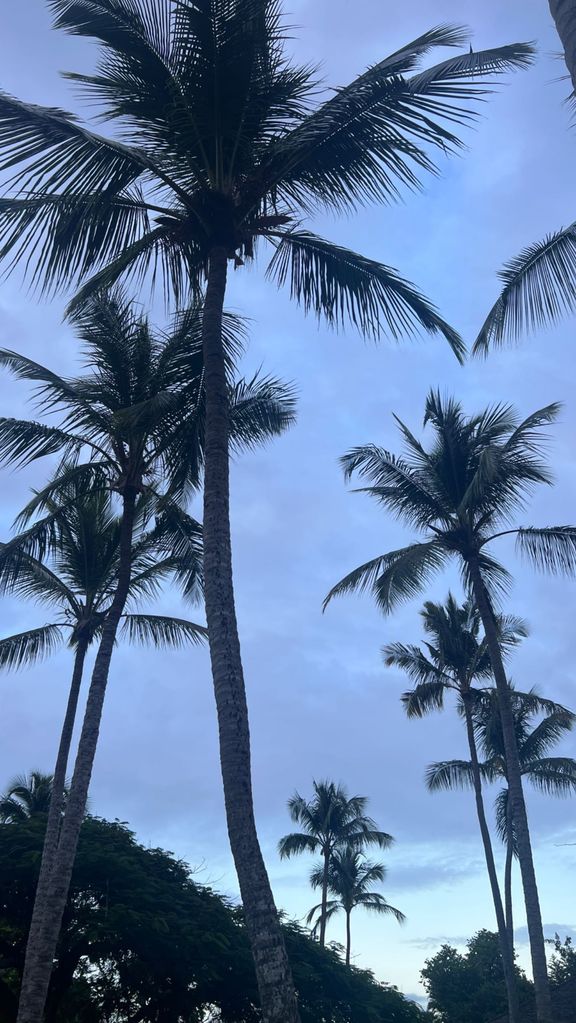 A photo of palm trees 
