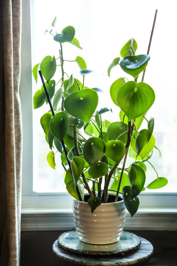 Indoor Pilea plant or Money plant