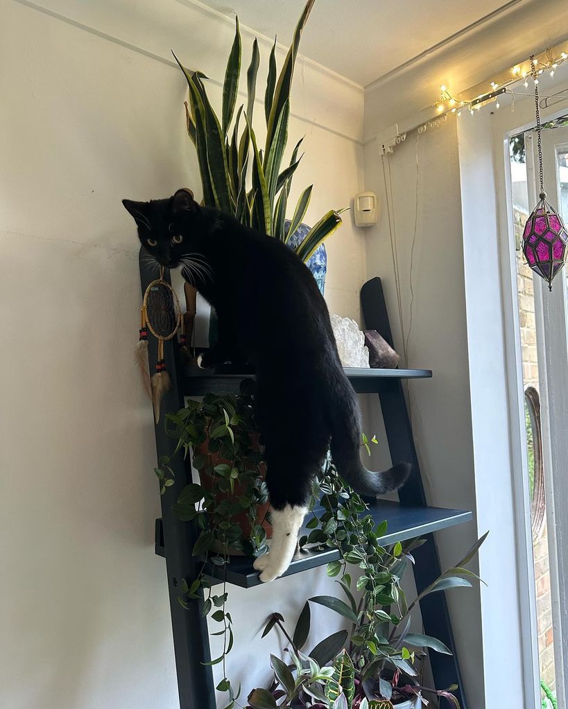 Black cat climbing on shelves