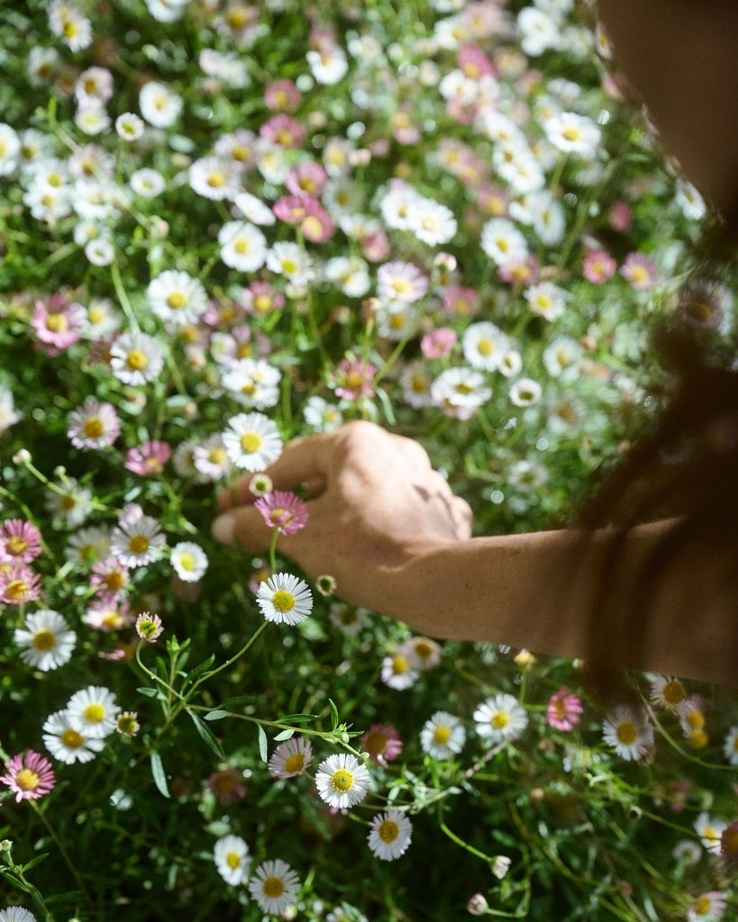 Meghan Markle picking a daisy in her garden