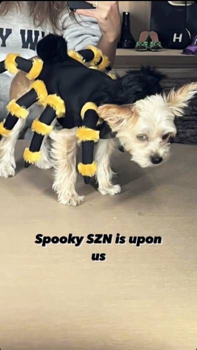 hailey spider dog costume