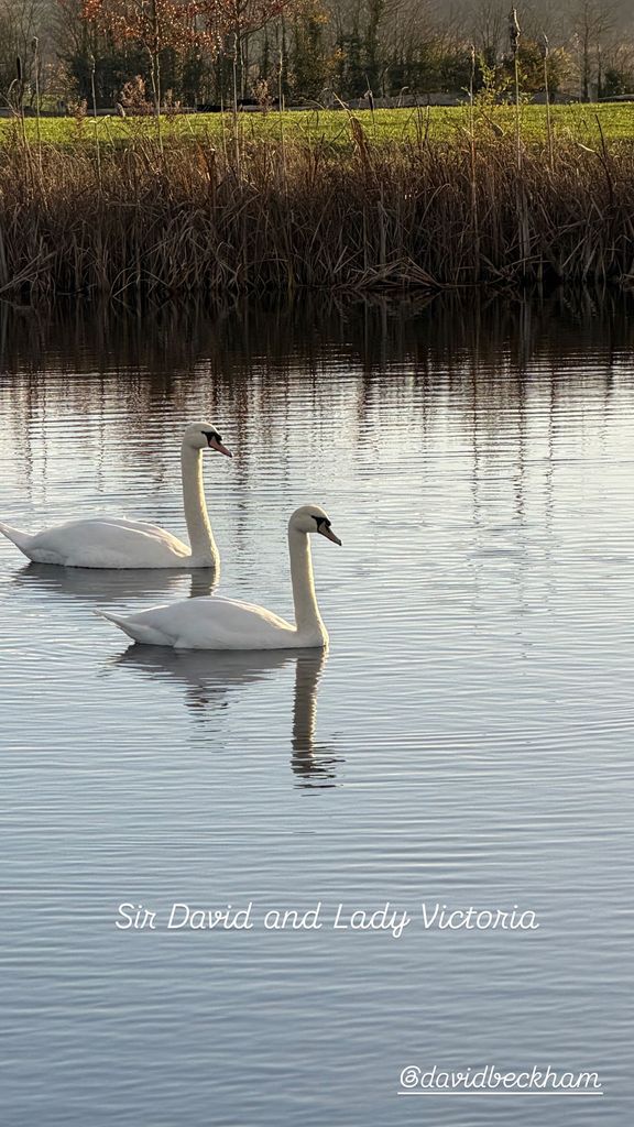 swans