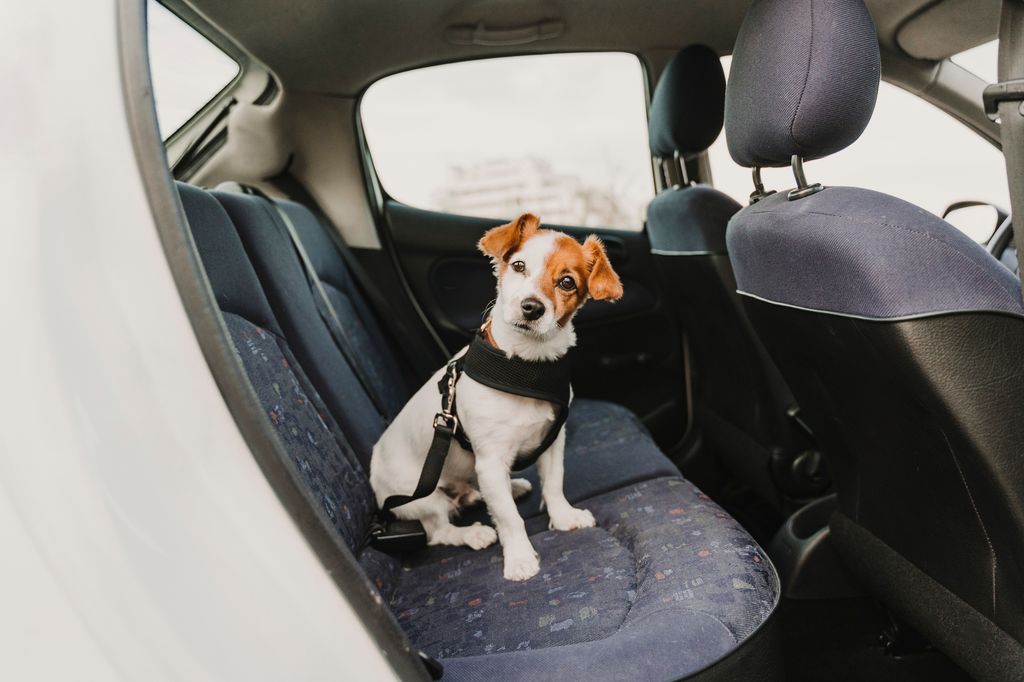 Petit chien Jack Russell dans une voiture portant un harnais et une ceinture de sécurité sûres. 