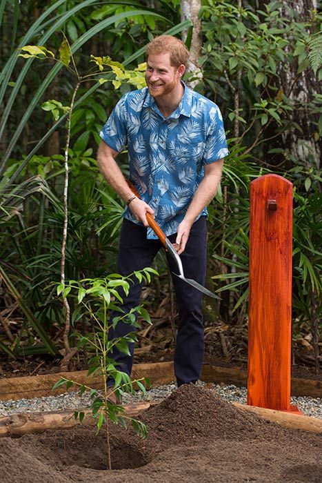 prince harry planting tree fiji