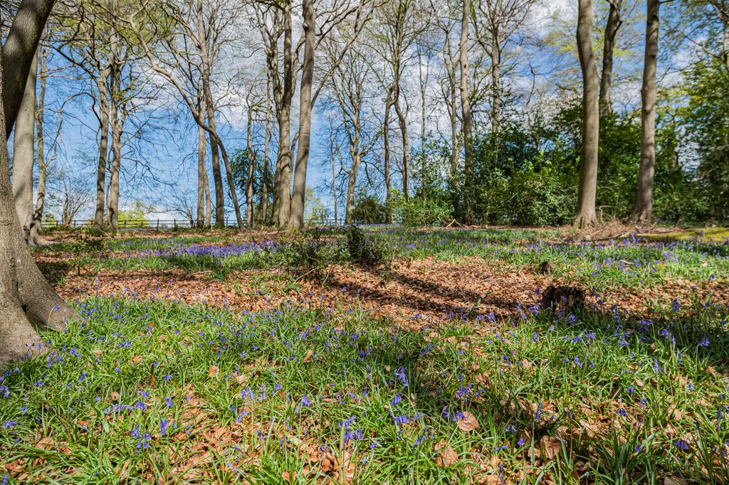 bluebell woodland 